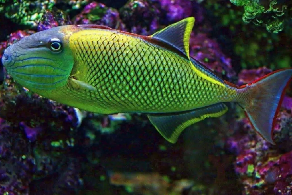 rare tropical saltwater fish