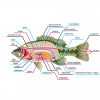 Anatomy of a Goldfish: Body Shapes | Fins | Size | Organs – Fishkeeping ...