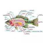 Anatomy of a Goldfish: Body Shapes | Fins | Size | Organs