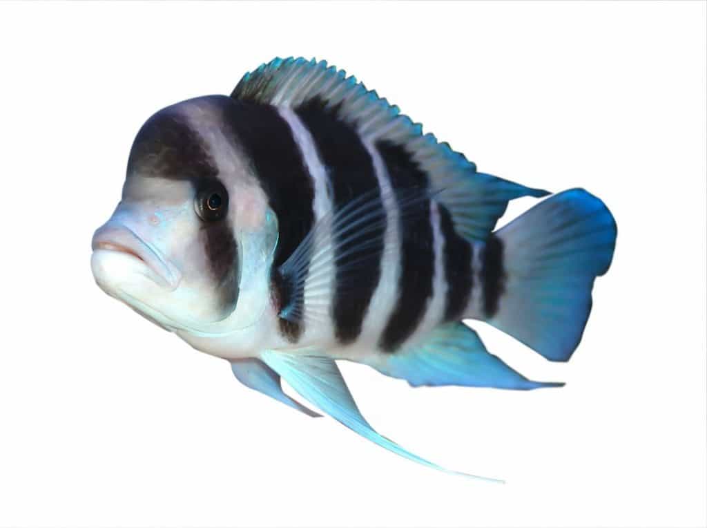 Large Male Frontosa Cichlid