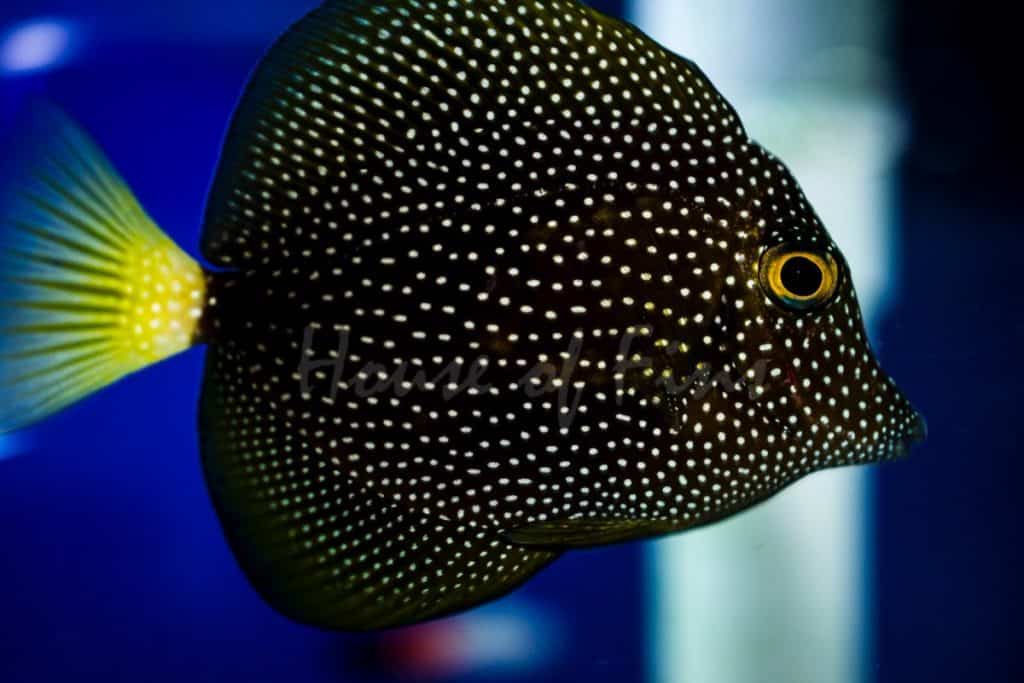 Rare Saltwater Aquarium Fish