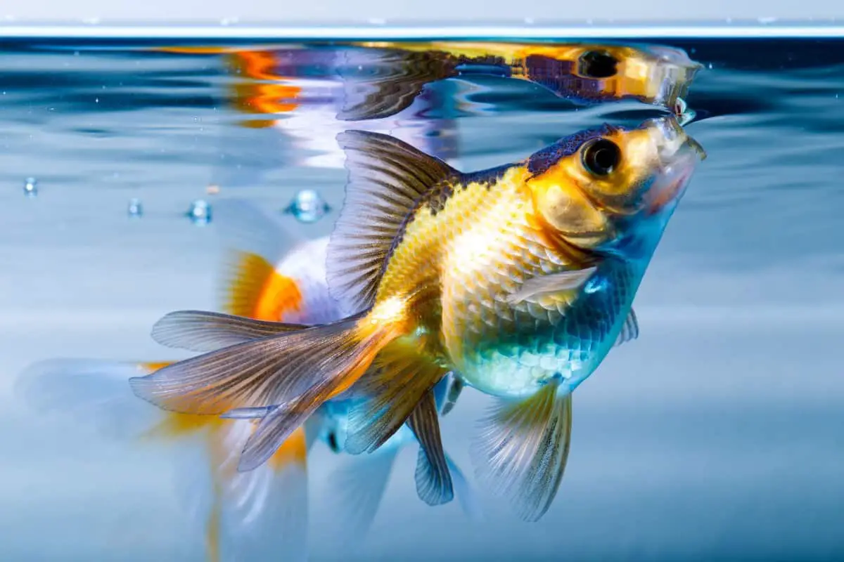 goldfish at top of tank