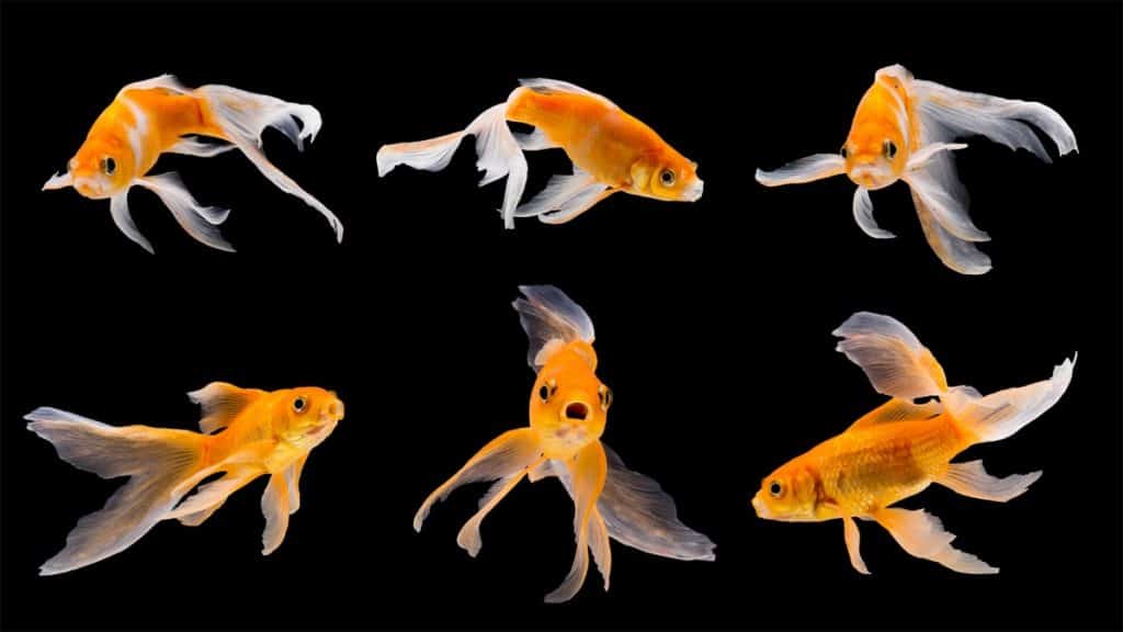 goldfish image-fishkeeping forever