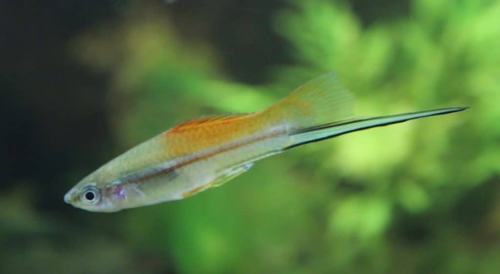 green swordtail tropical fish