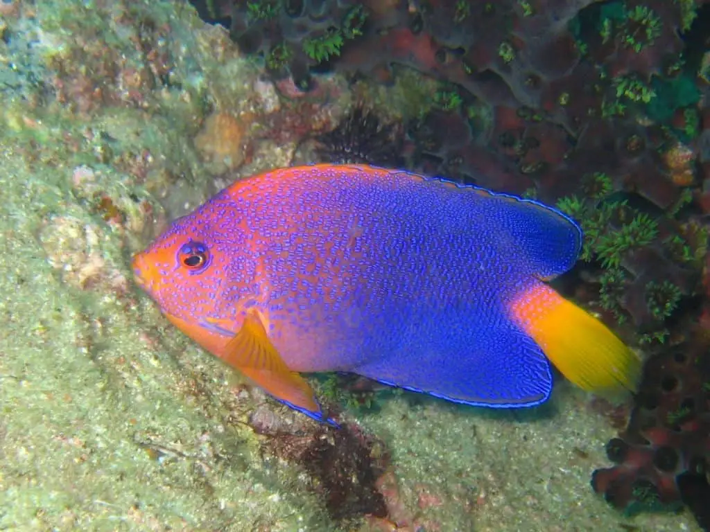 Pesce angelo giapponese Interruptus