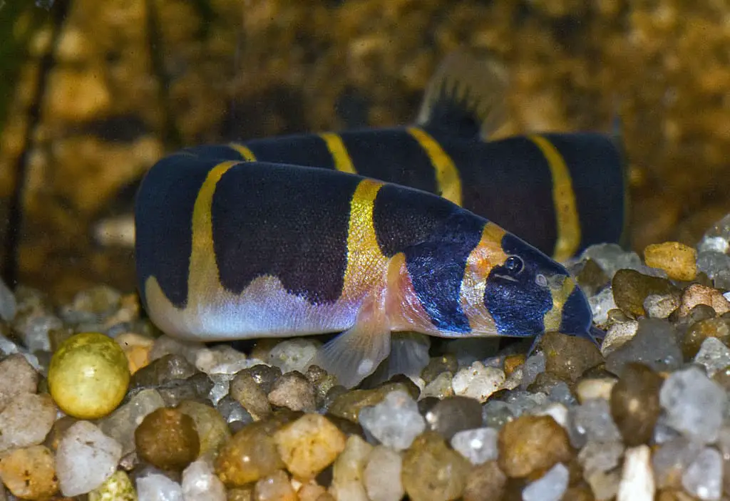 kuhli loach