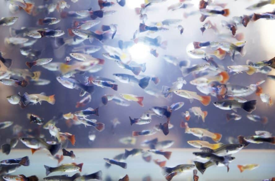 Are Guppies Schooling fish? ( We explain schooling versus shoaling ...