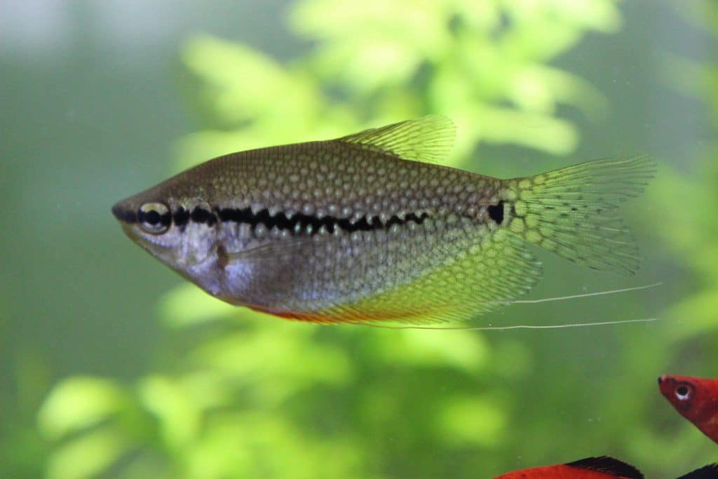 pearl gourami