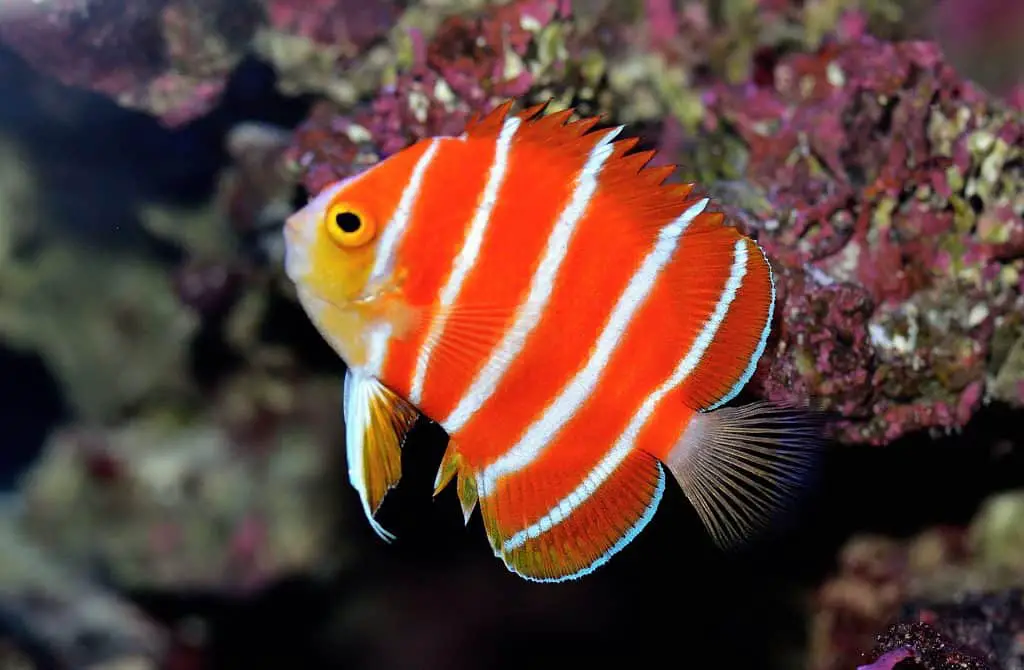 Peppermint Angelfish