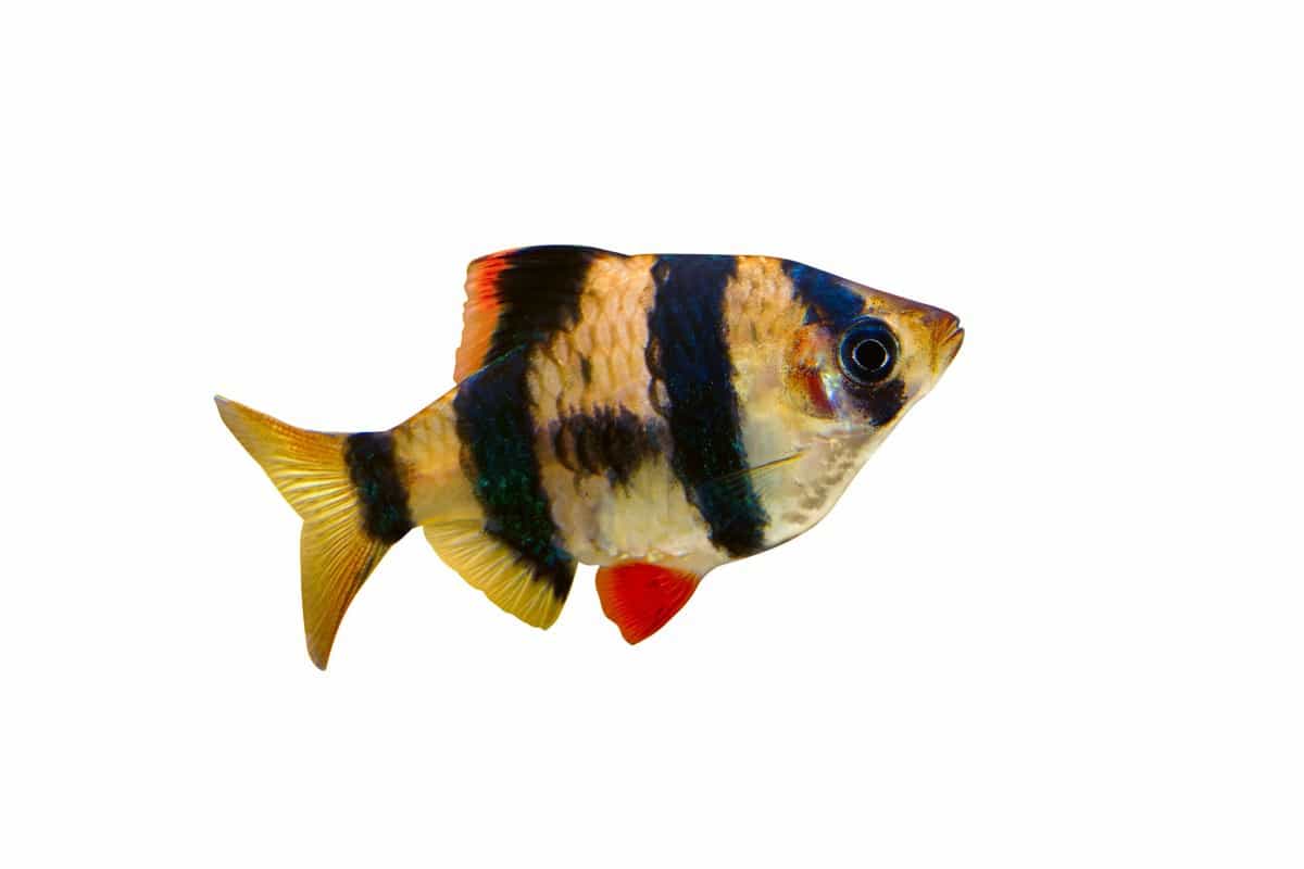 tiger barb image for a complete care guide