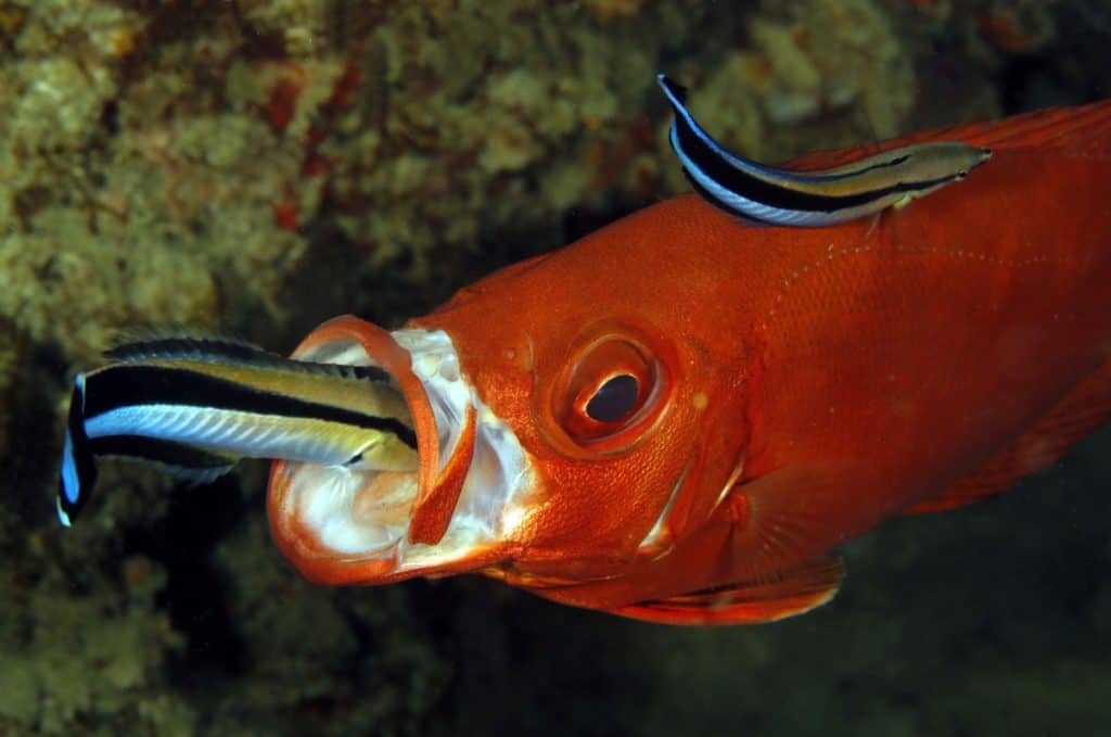 two cleaner wrasse cleaning a fish