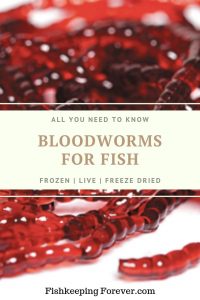 download frozen bloodworms for fish
