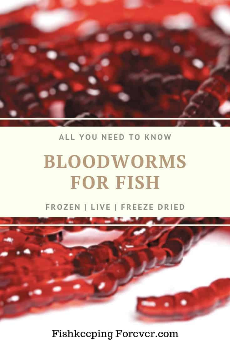 download frozen blood worms for fish