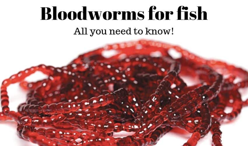 bloodworms for fish food image