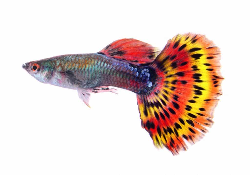 stunning guppy fish