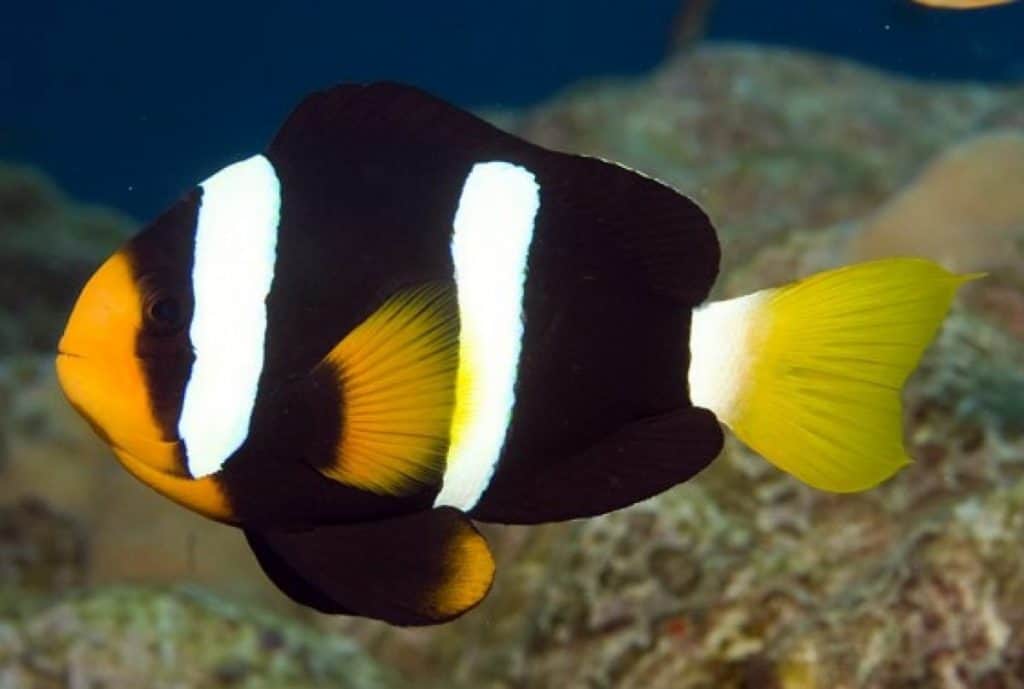 clarkii clownfish image