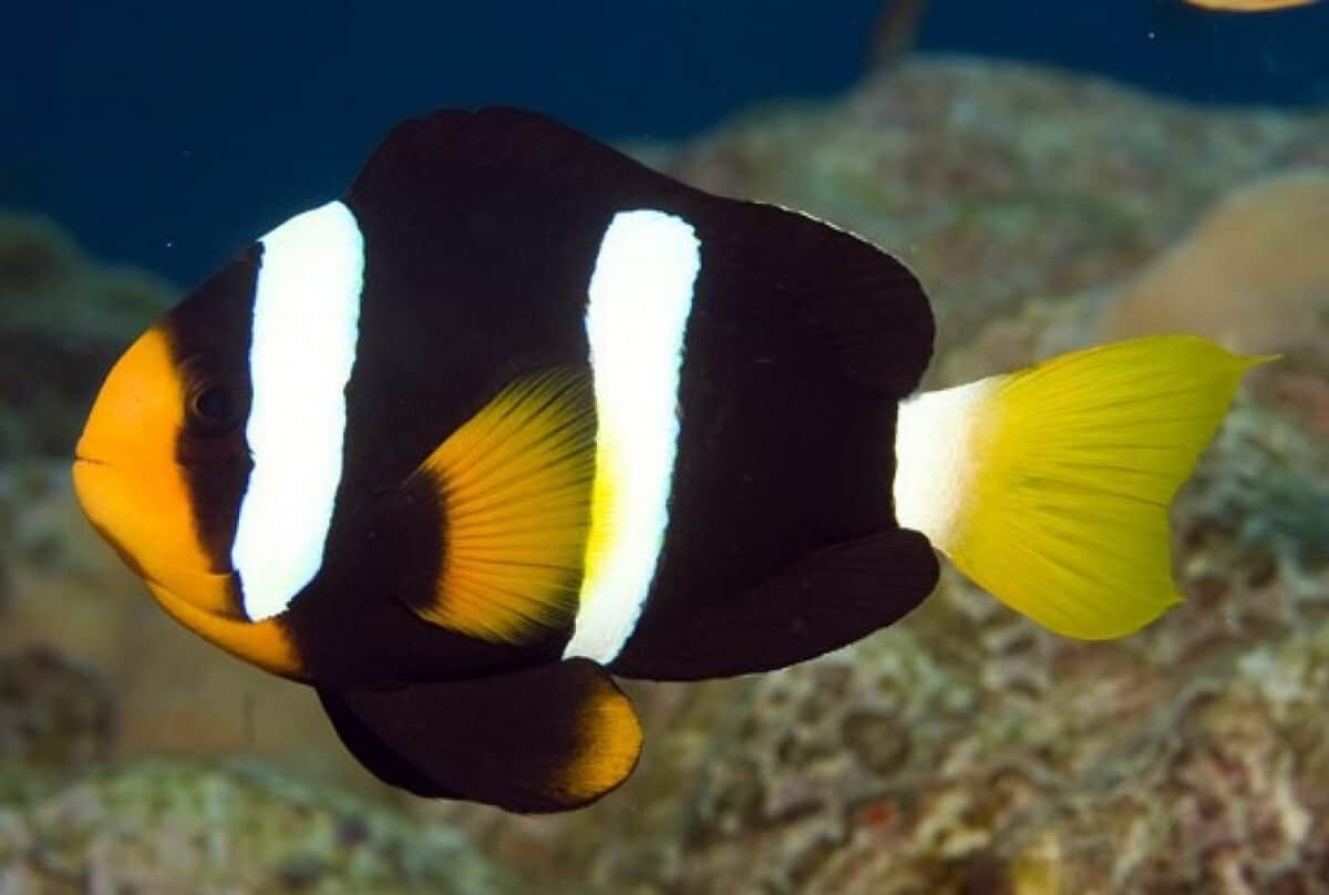 clownfish for skype 3.60