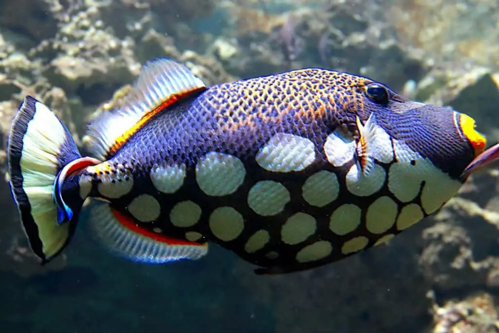 clown triggerfish care