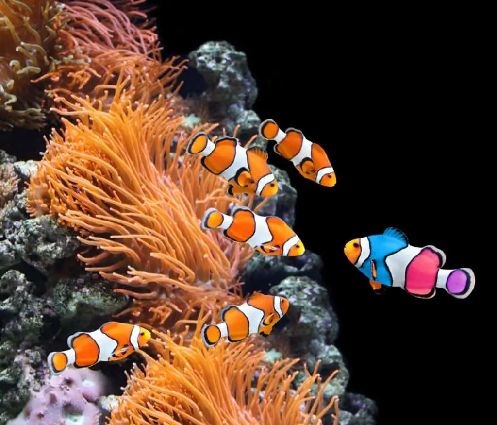 Picasso Clownfish: Care, Breeding, Feeding,Cost, Guide – Fishkeeping