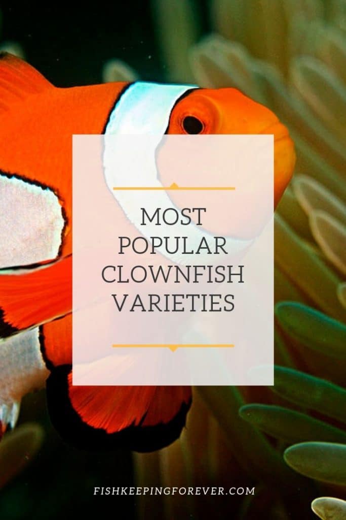 Clown Fish Identification Chart