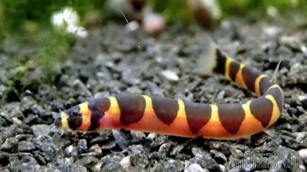 snail eating loach