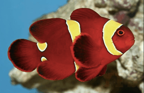 maroon clownfish