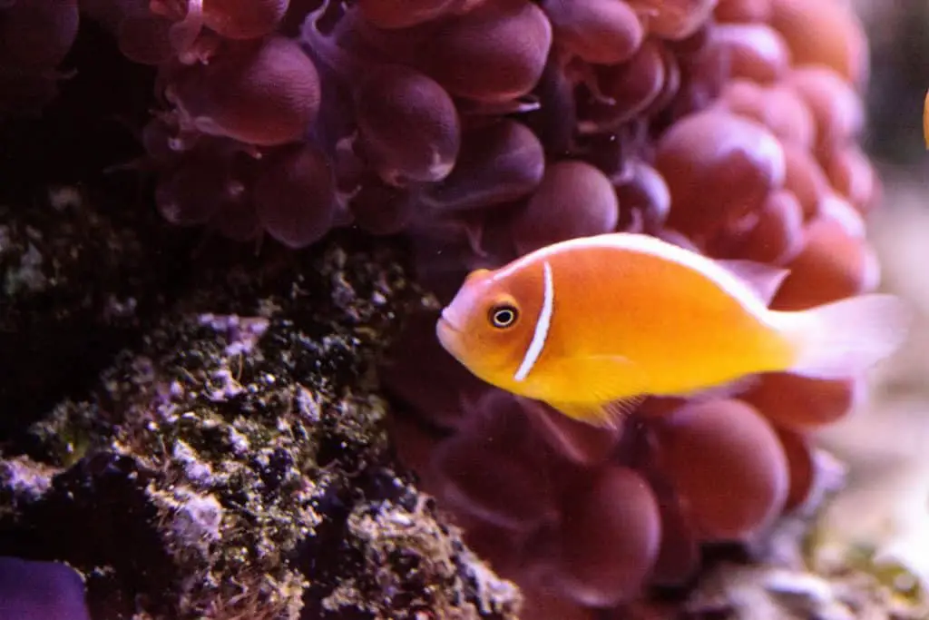  orange skunk clownfish-fishkeepingforever