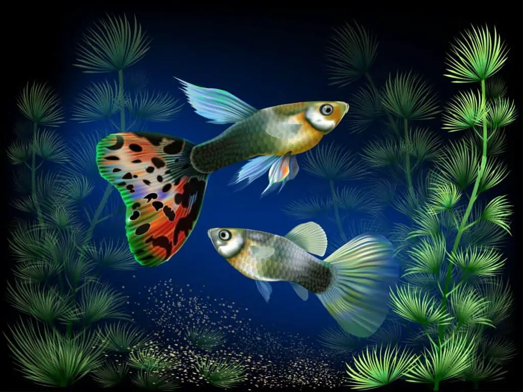 Painting of a pair of guppies- fishkeepingforever