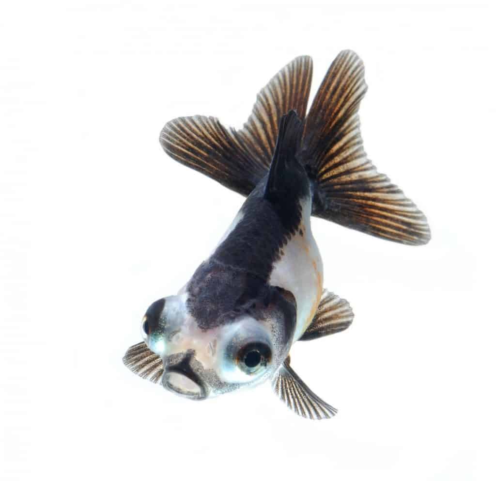stunning example of a panda telescope fish image