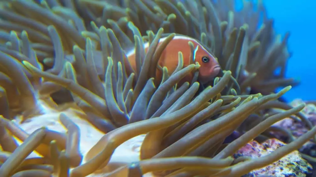 Pink Skunk Clownfish