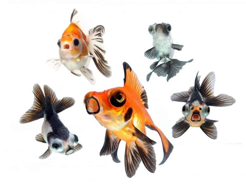 image of different telescope fish varieties