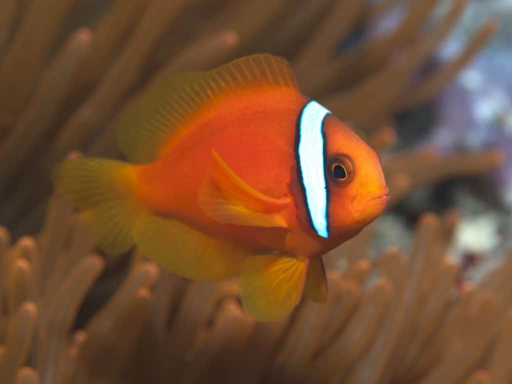 tomato clownfish