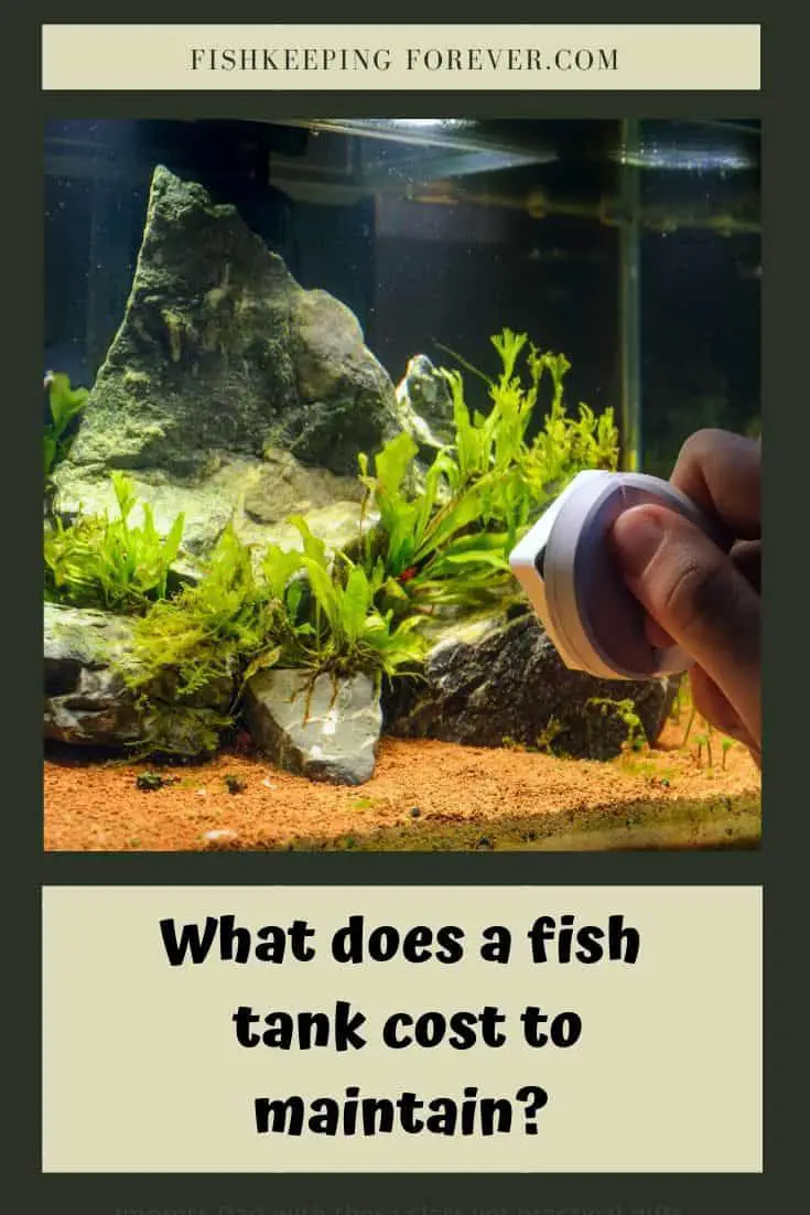 What Does A Fish Tank Cost To Maintain? Complete Cost Breakdown Fishkeeping Forever