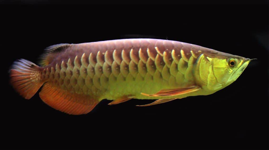 asian arowana fish