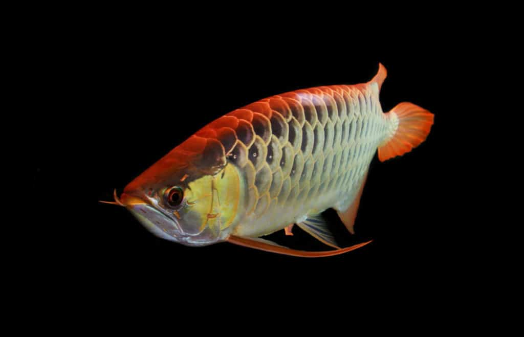 asian arowana on a black background