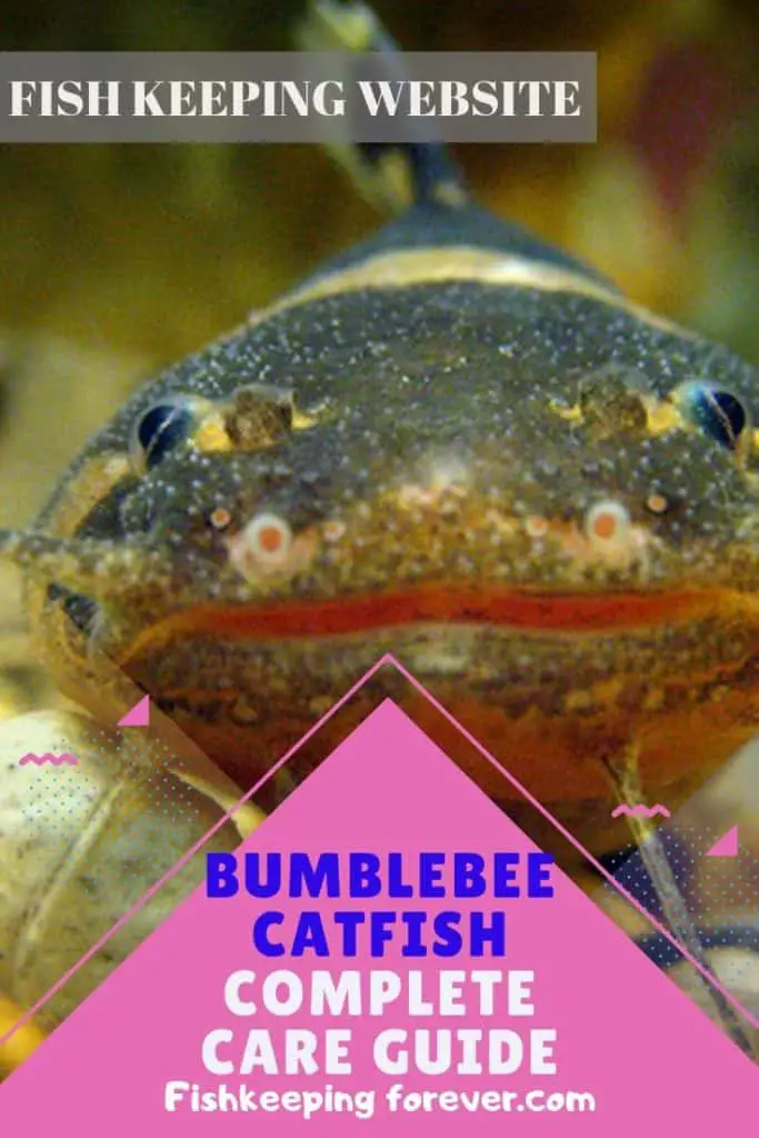 BUMBLEBEE CATFISH