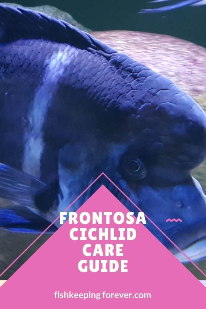 Frontosa Cichlid Cover Image