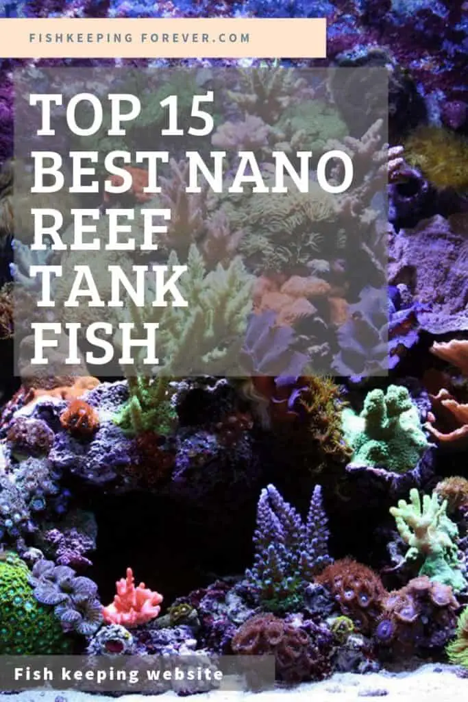 TOP 15 NANO REEF TANK FISH PICTURE