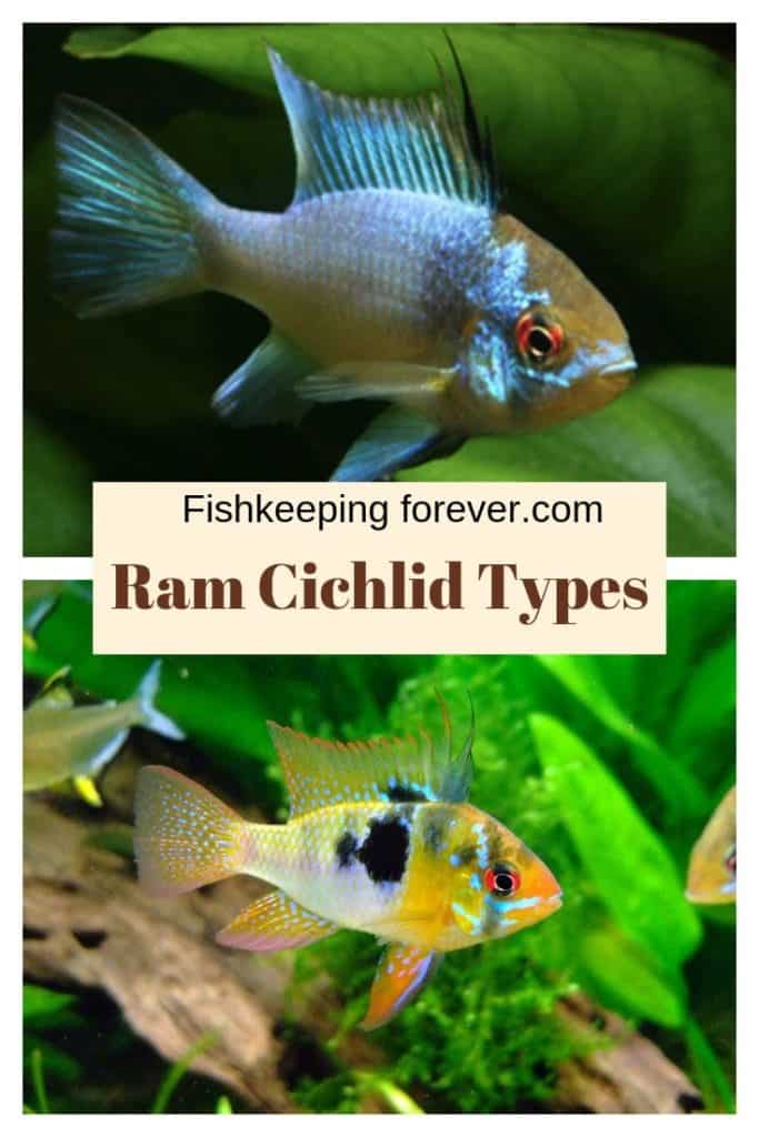 ram cichlid types