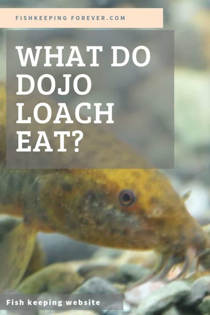 Dojo Loach Eating Snails