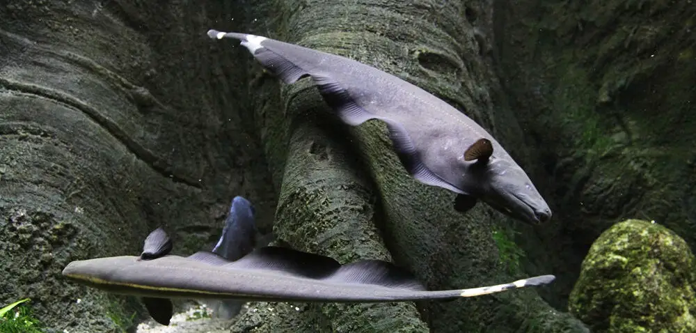 black ghost knife fish