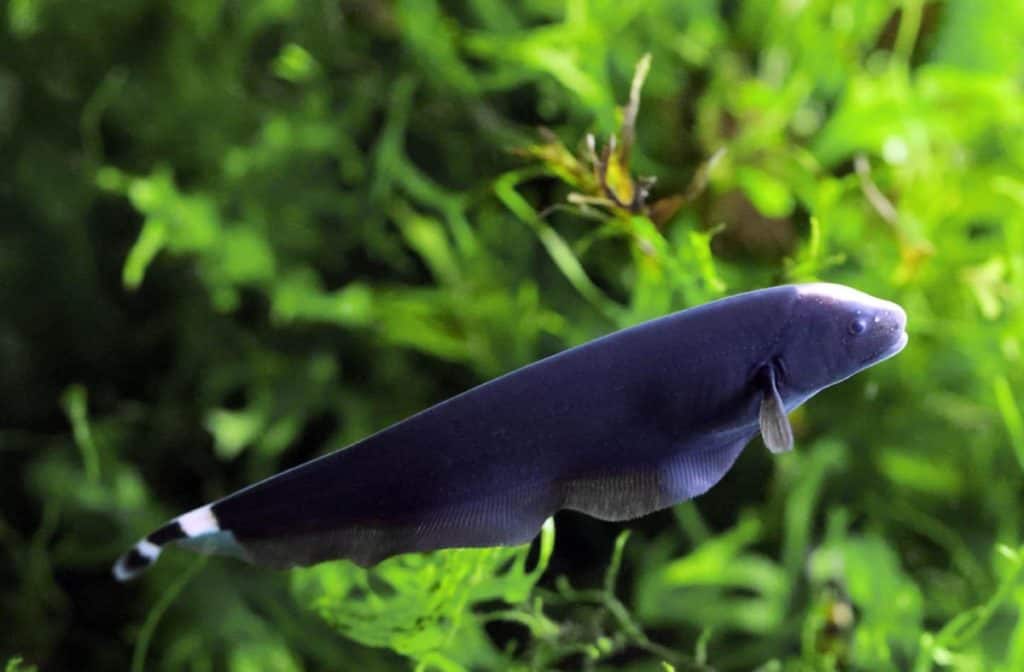 black ghost knife fish