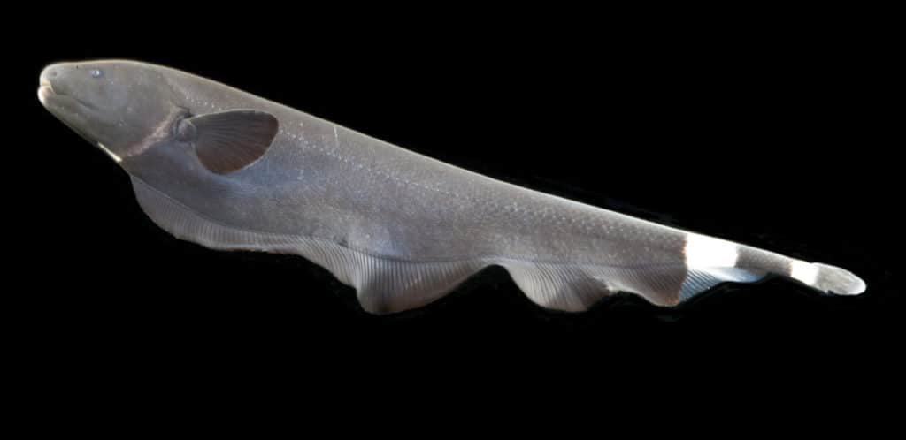ghost knife fish