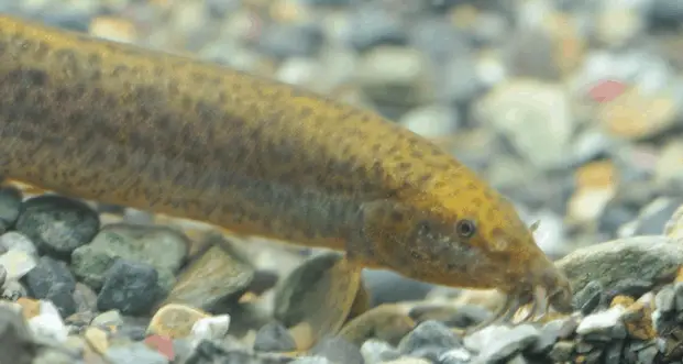 dojo loach