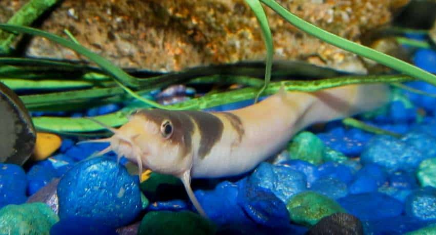 snail eating loach