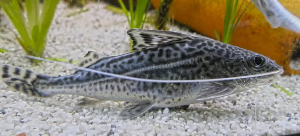 Pictus Catfish