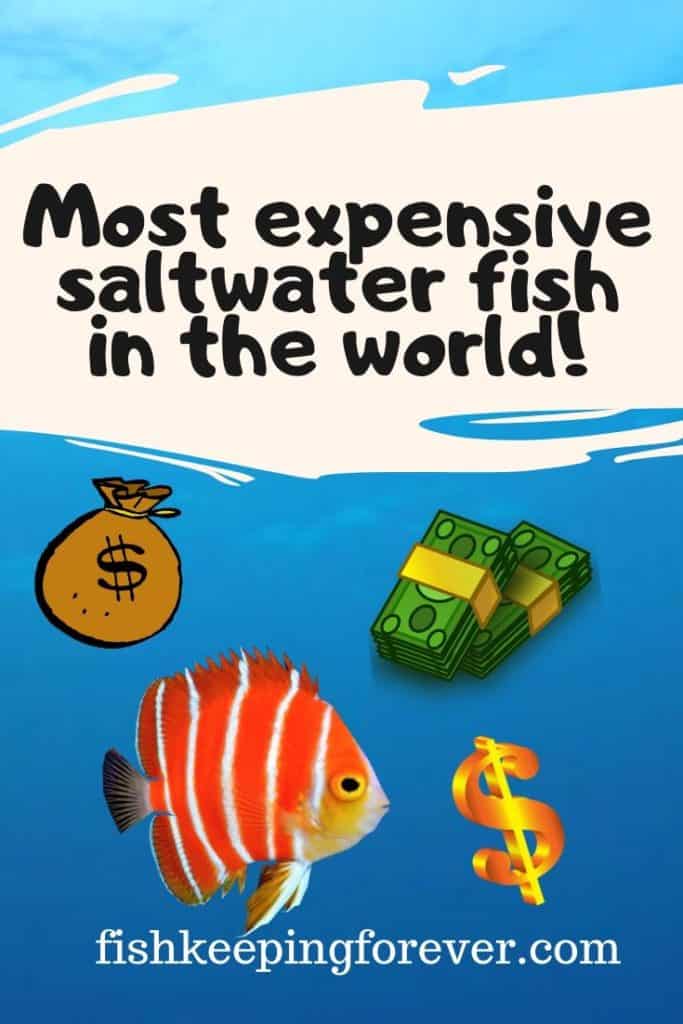 most expensive saltwater fish image