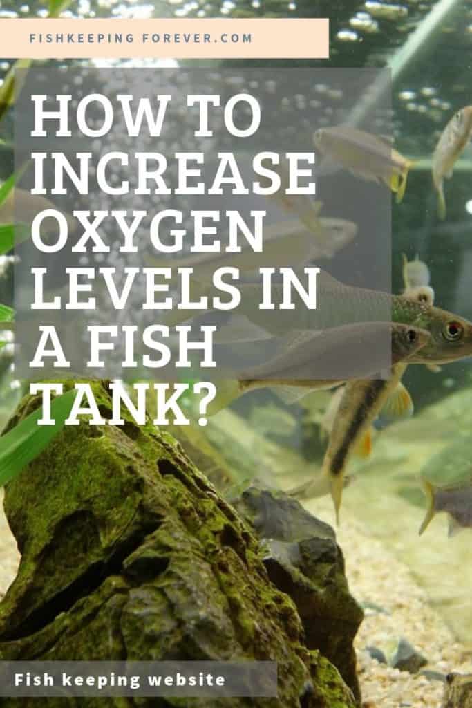 how to increase oxygen levels in a fish tank