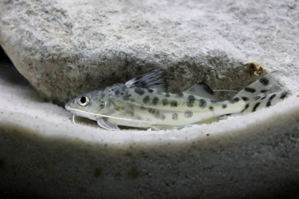 pictus catfish