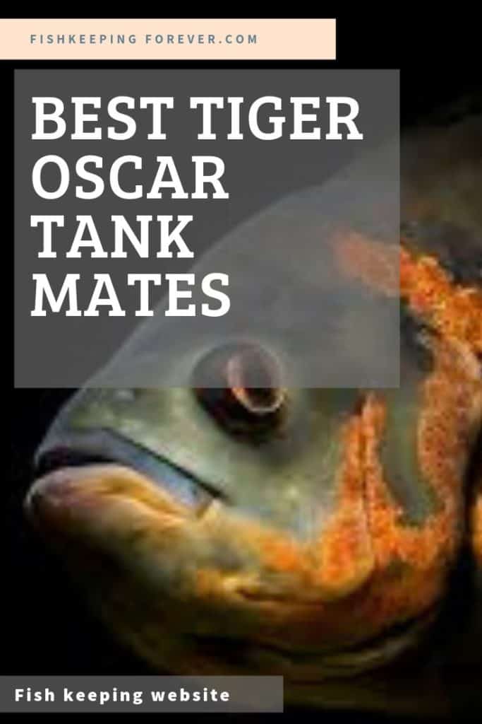 tiger oscar tank mates image